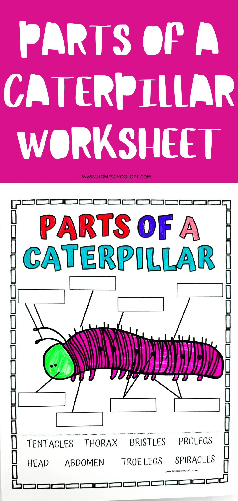 Educational worksheet detailing the anatomy of a caterpillar with labeled parts such as 'Head', 'Thorax', and 'Abdomen', and blank labels for students to fill in, highlighted in vibrant colors.