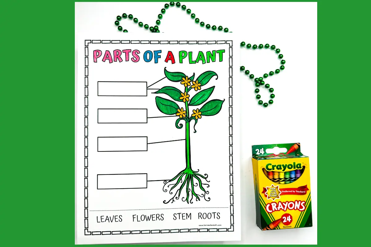 Illustrative worksheet showing the parts of a plant with sections to label 'Leaves', 'Flowers', 'Stem', and 'Roots', complemented by a box of crayons and green decorative beads.