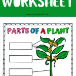 Worksheet illustrating the parts of a flowering plant, with sections labeled 'Leaves', 'Flowers', 'Stem', and 'Roots' ready to be filled out by students, on a bright green background.