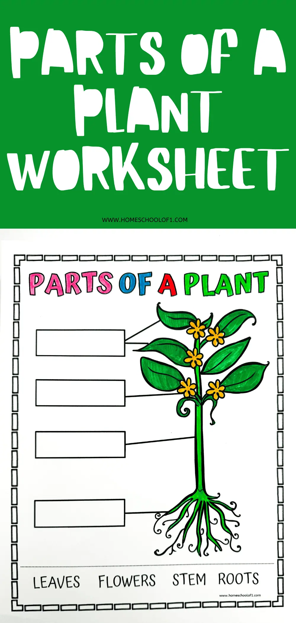 Worksheet illustrating the parts of a flowering plant, with sections labeled 'Leaves', 'Flowers', 'Stem', and 'Roots' ready to be filled out by students, on a bright green background.