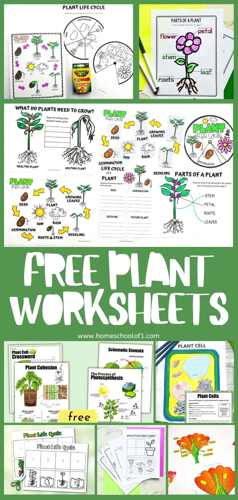 free plant worksheets on a green background showcasing 8 different printable plant activities for kids