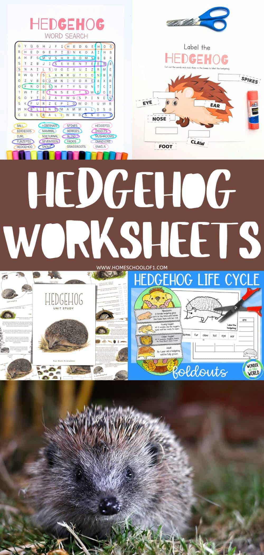 11 Hedgehog Worksheets For Learning Fun!