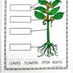 parts of a plant coloring page