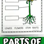 parts of a plant worksheet