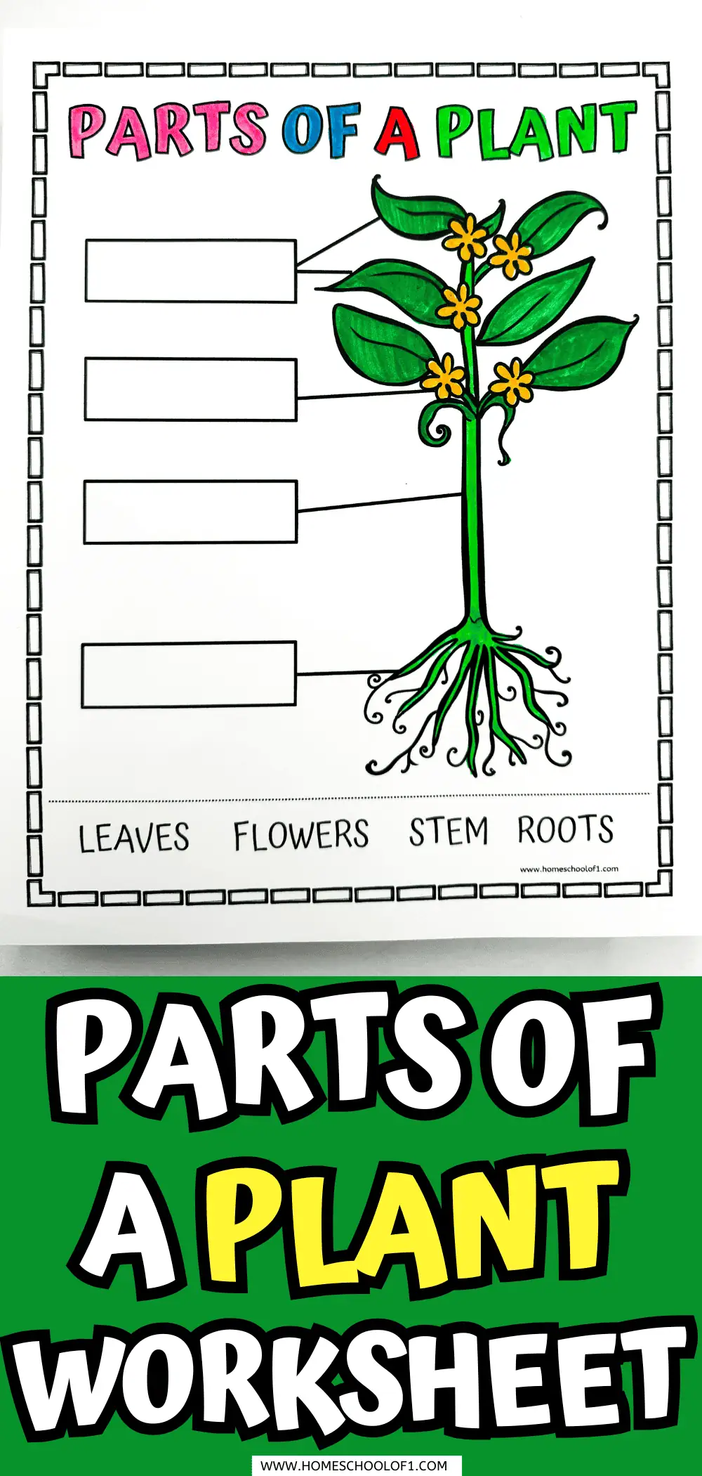 parts of a plant worksheet