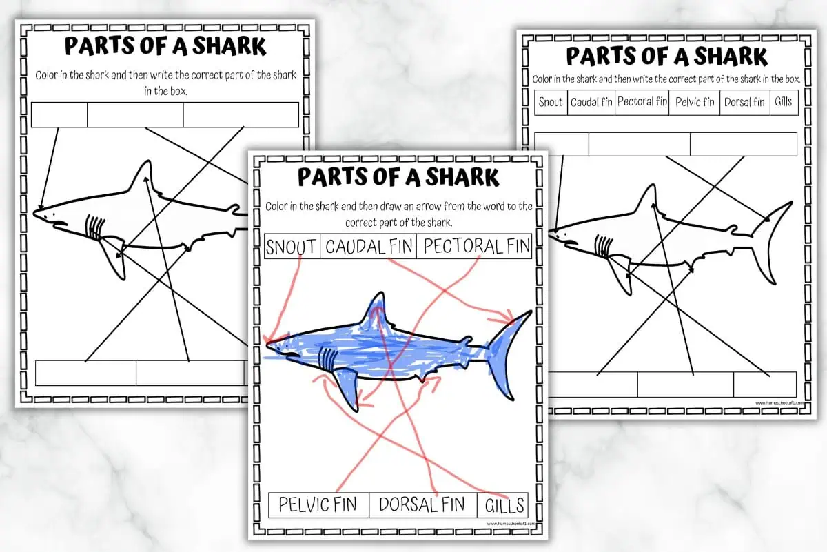 Set of three 'Parts of a Shark' worksheets for educational purposes. One worksheet is colored with labels connected by arrows to the parts of the shark, while the other two are blank templates for students to complete.