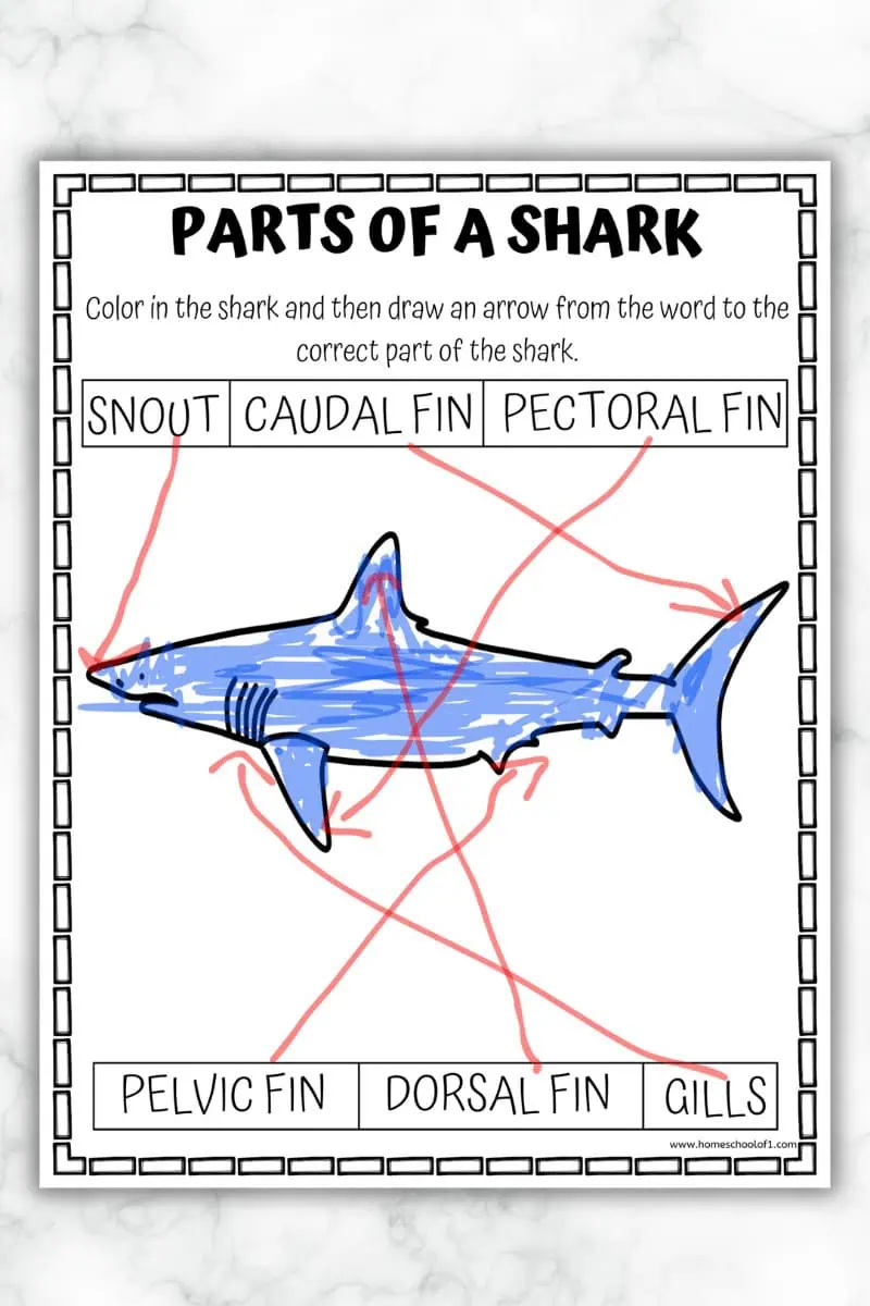 Detailed 'Parts of a Shark' worksheet showing a colored shark with labeled parts. Arrows point to the snout, caudal fin, pectoral fin, pelvic fin, dorsal fin, and gills, helping students learn shark anatomy.