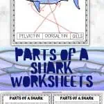 Parts of a Shark worksheet featuring a labeled shark diagram. The image shows a colored shark with arrows pointing to different parts: snout, caudal fin, pectoral fin, pelvic fin, dorsal fin, and gills.