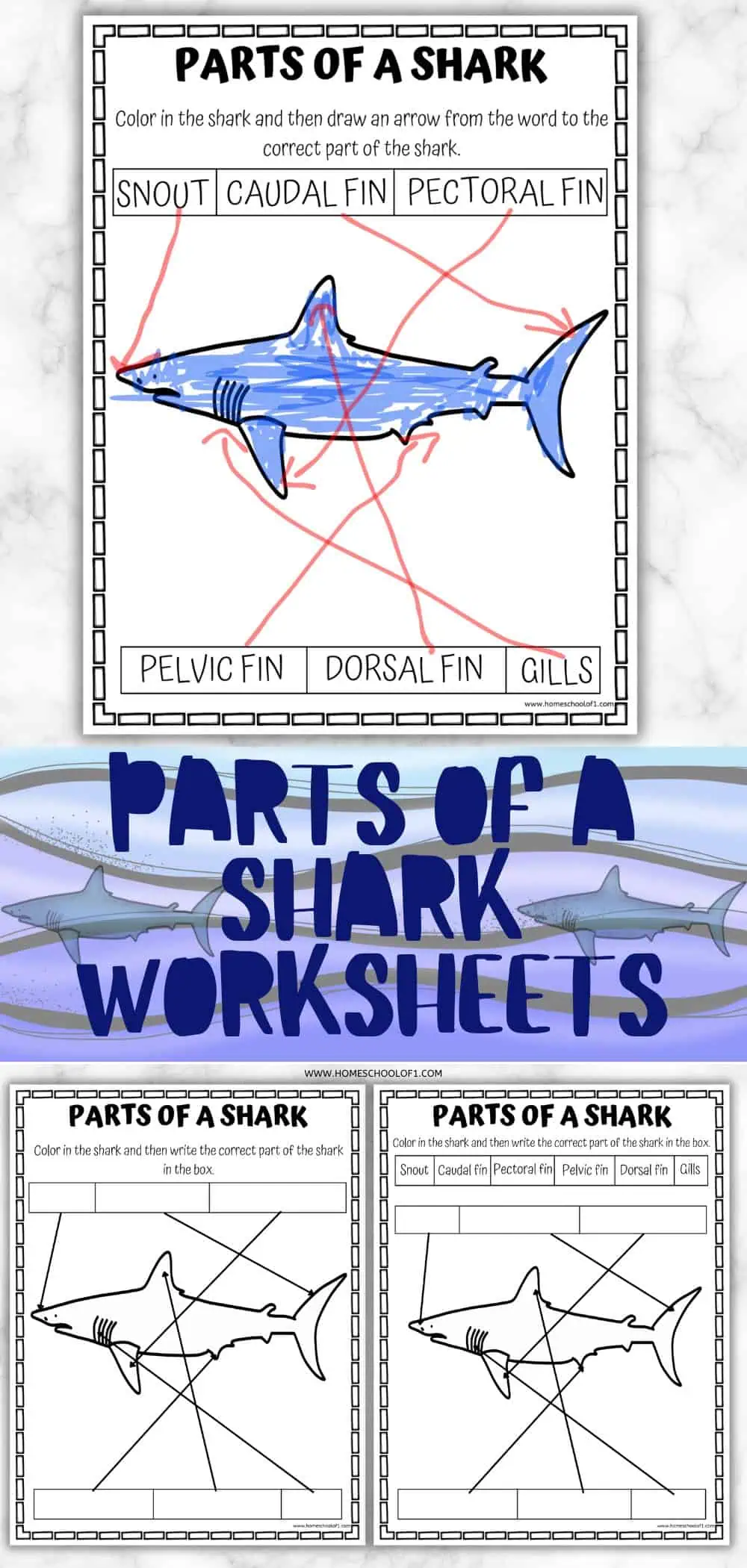 Parts of a Shark worksheet featuring a labeled shark diagram. The image shows a colored shark with arrows pointing to different parts: snout, caudal fin, pectoral fin, pelvic fin, dorsal fin, and gills.