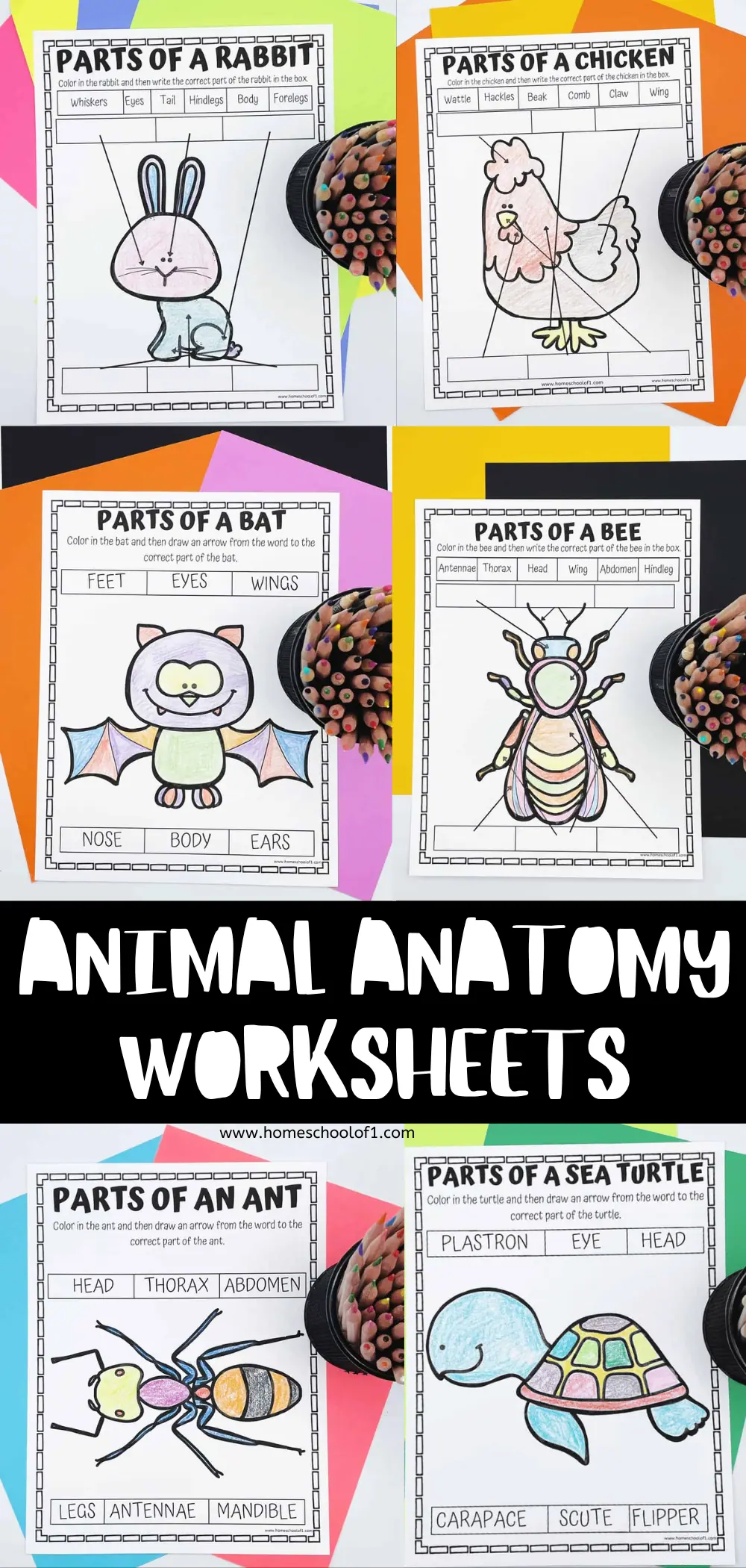 animal anatomy worksheets