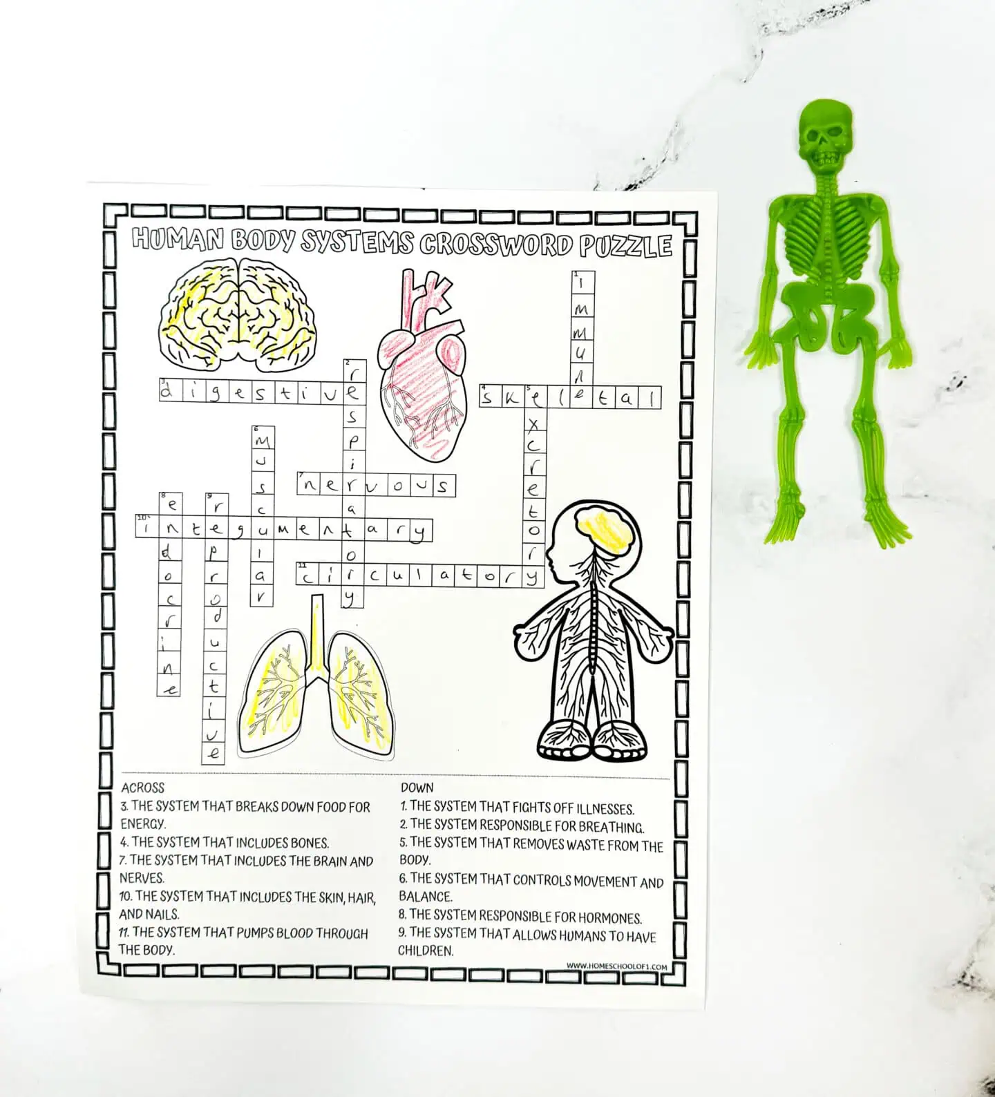 body system crossword printable