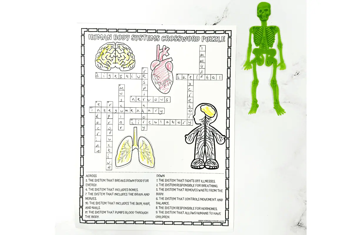 body systems crossword