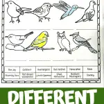 different bird species worksheet