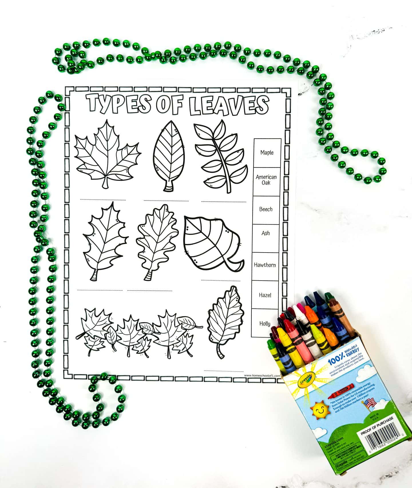 different types of leaves worksheet