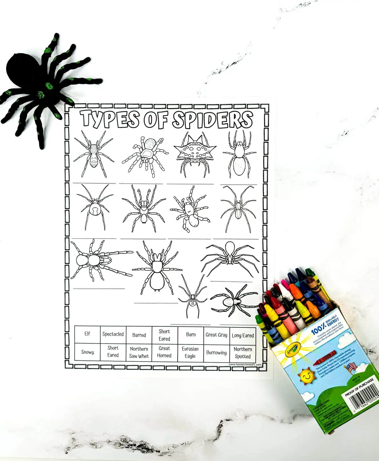 different types of spiders worksheet