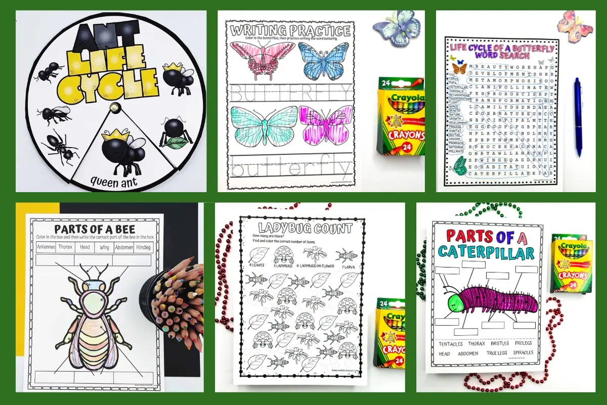 free insect worksheets