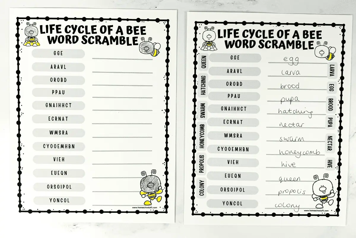 free life cycle of a bee word scramble