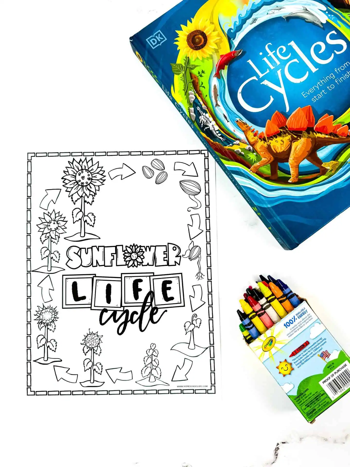 free sunflower life cycle coloring page