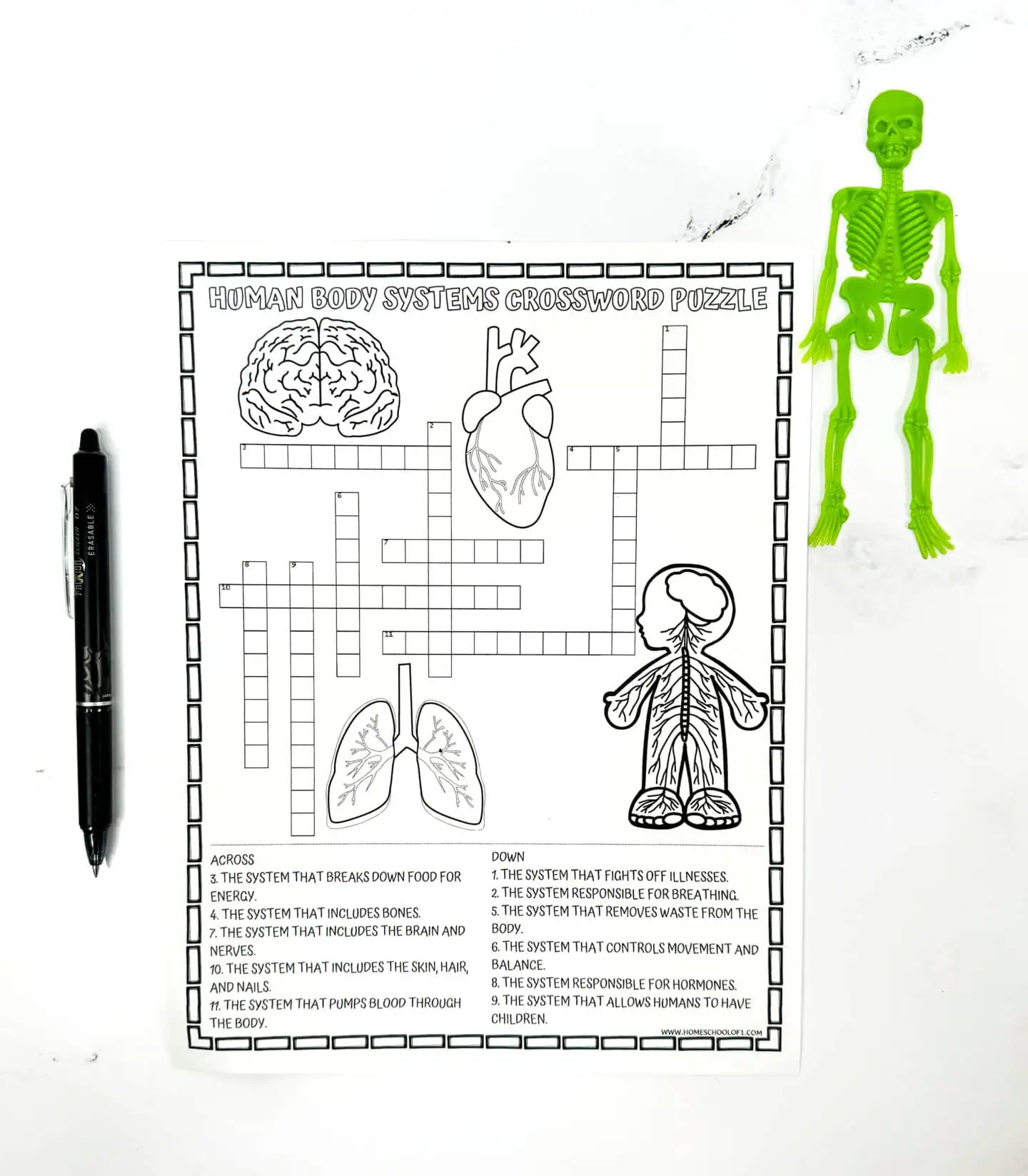 human body crossword puzzle