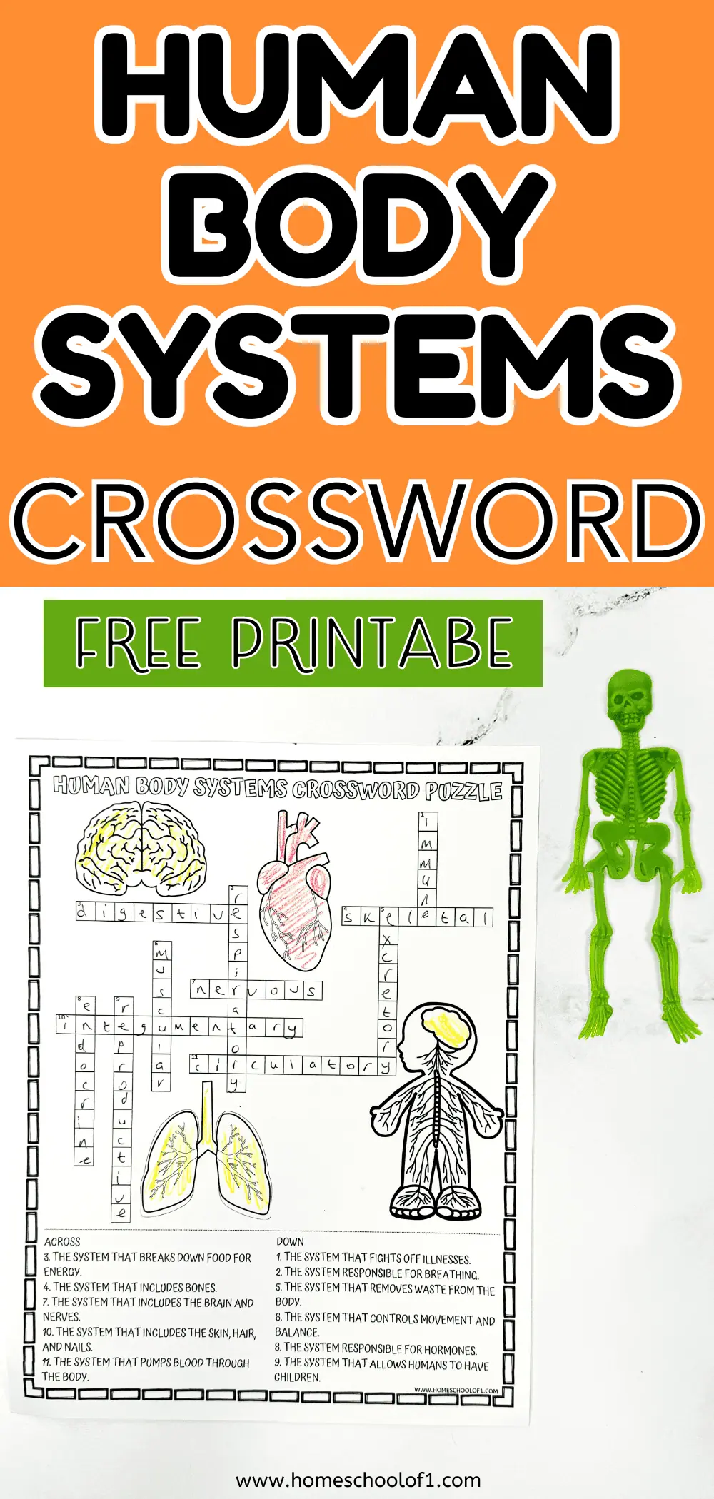 human body systems crossword