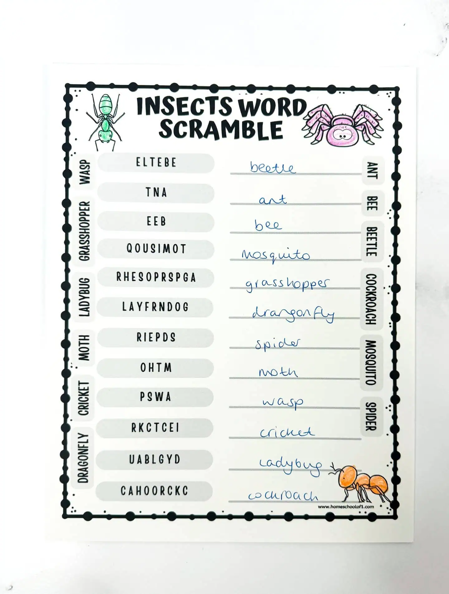 insect word scramble worksheet