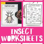 insect worksheets