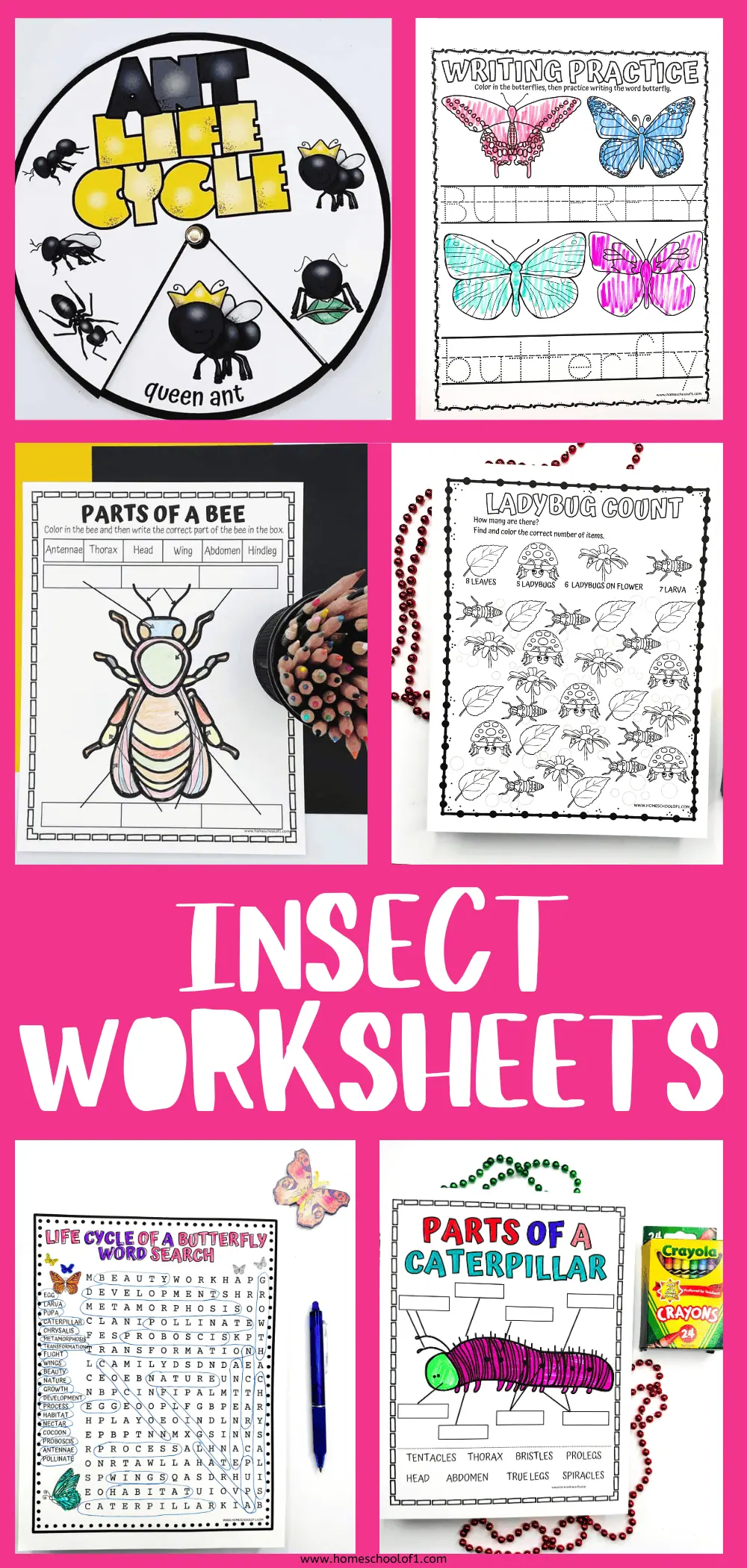 insect worksheets