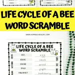 life cycle of a bee word scramble