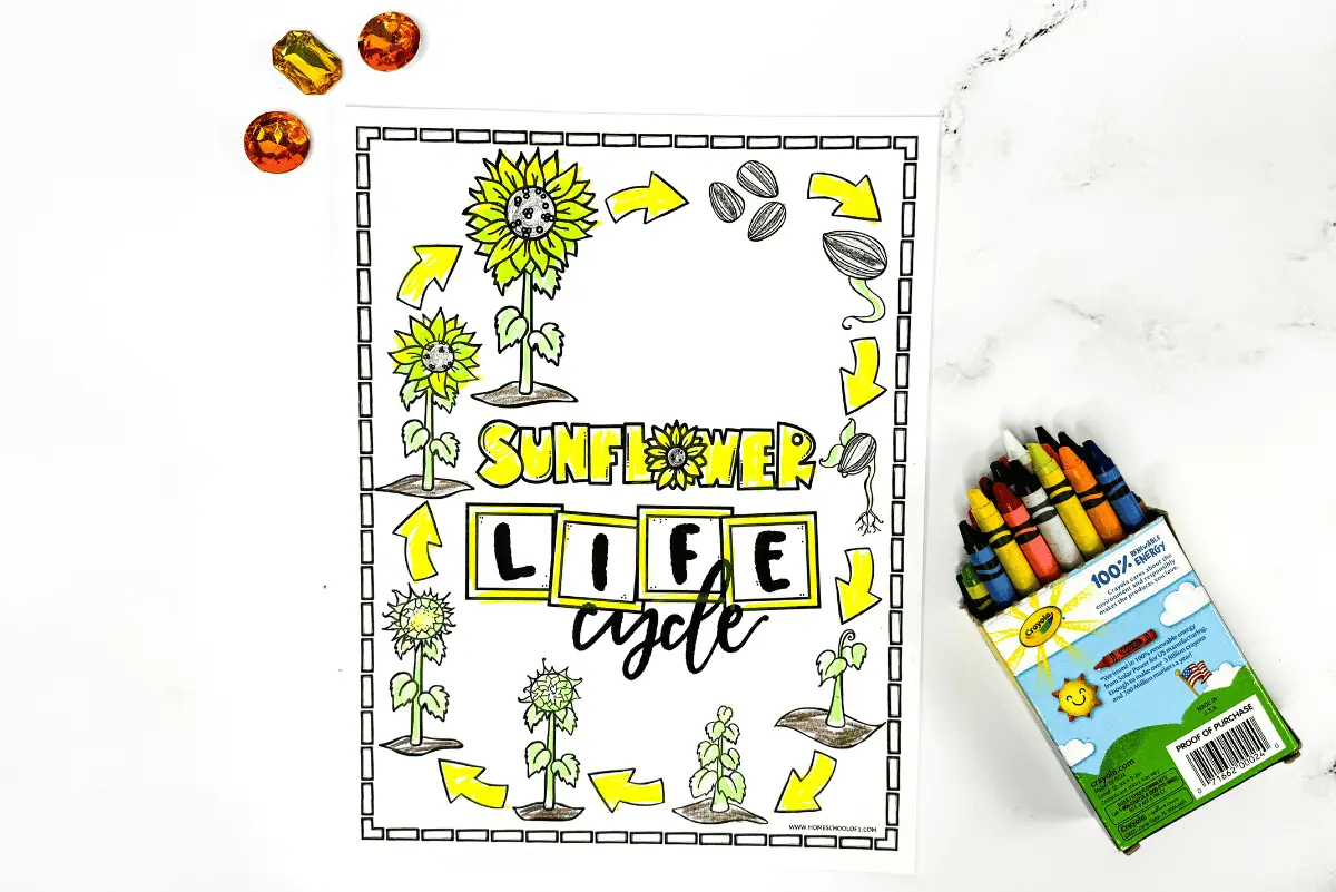 life cycle of a sunflower coloring page