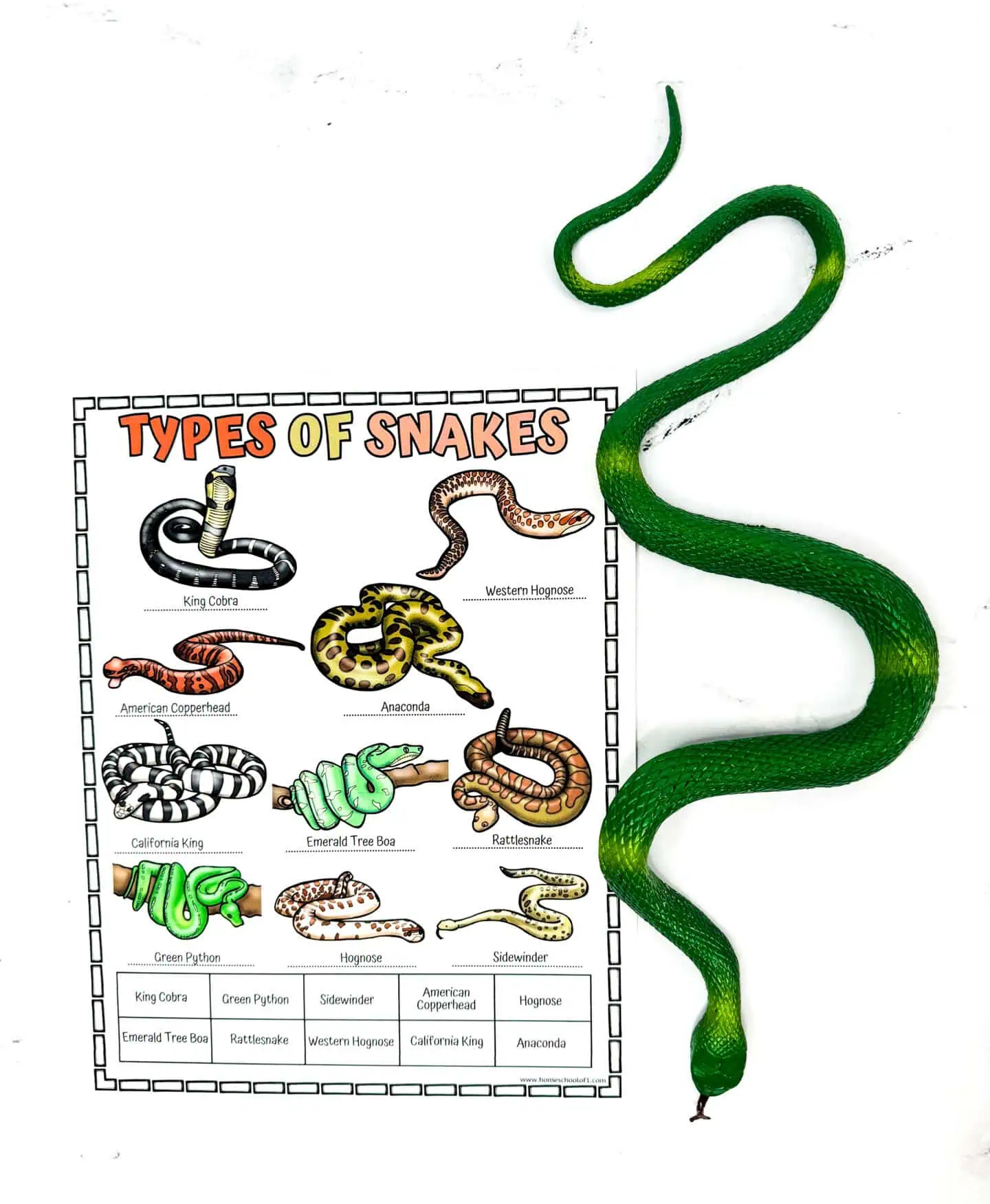 snake type worksheet