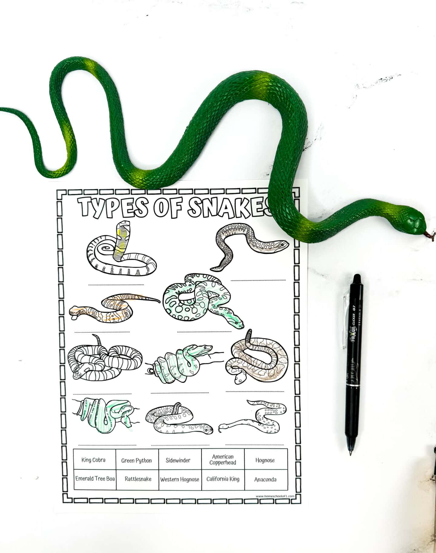 snake types worksheet