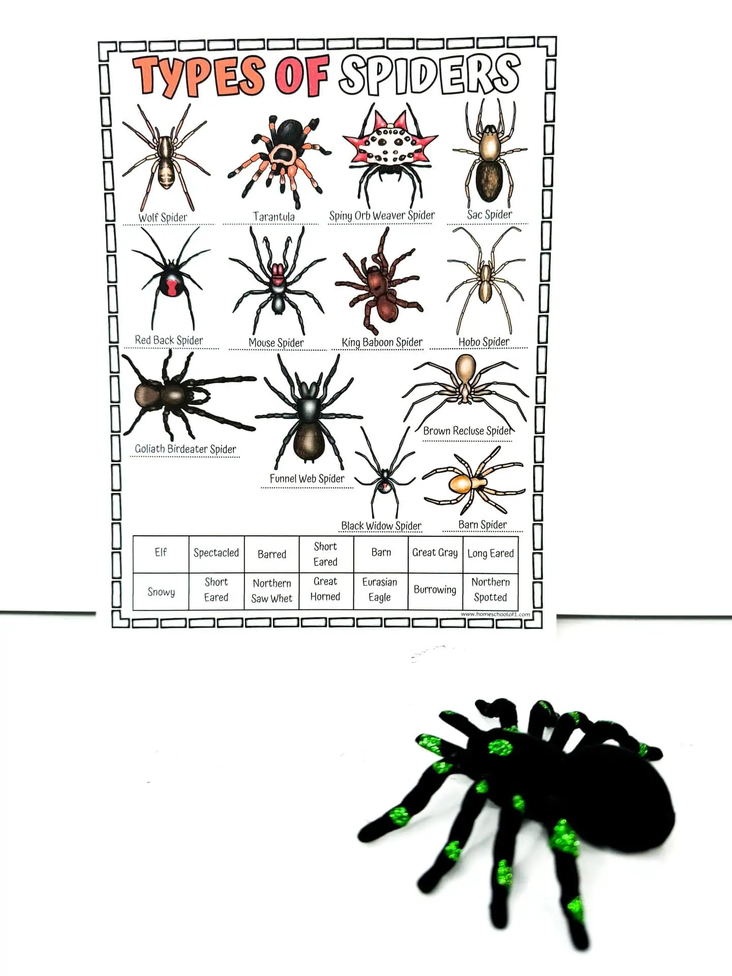 spider types worksheet