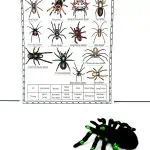 spider types worksheet