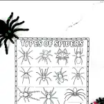 spider worksheet