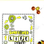 sunflower life cycle coloring page