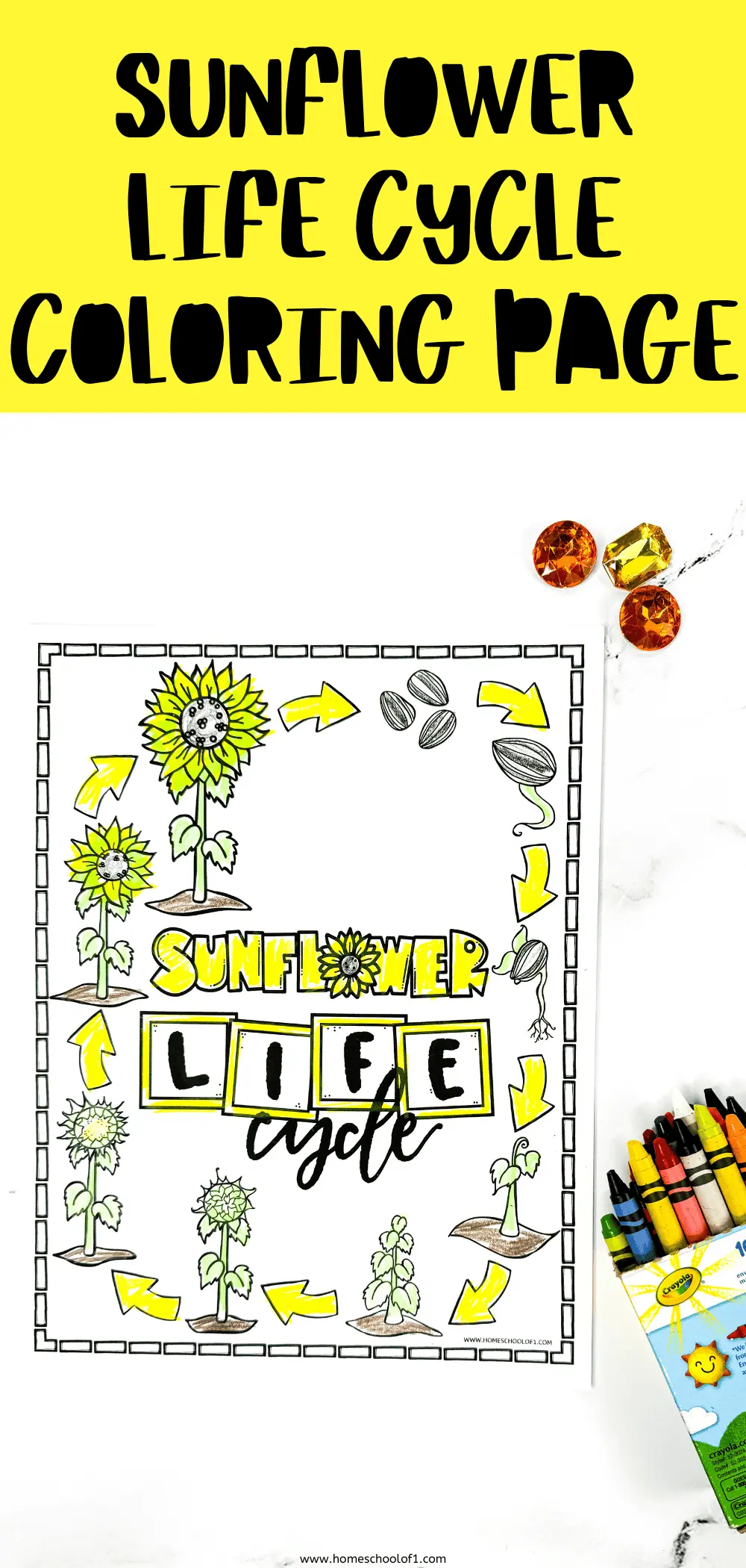 sunflower life cycle coloring page