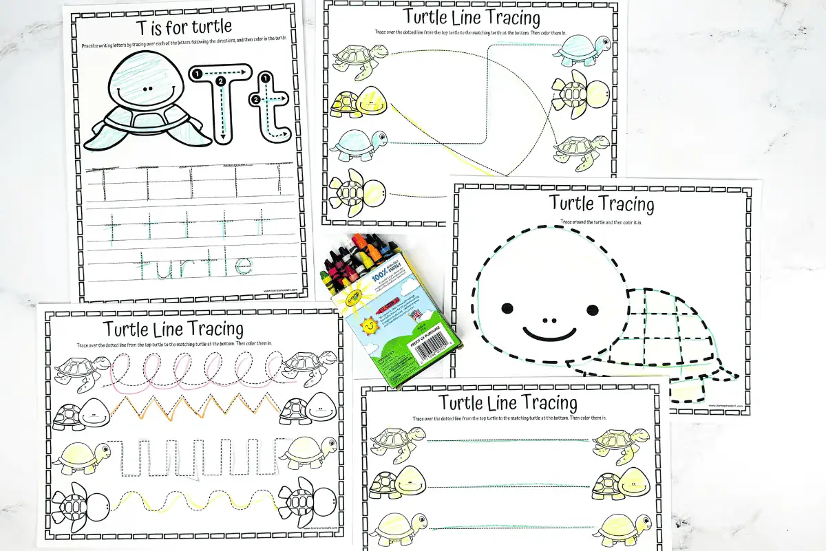 turtle tracing worksheet