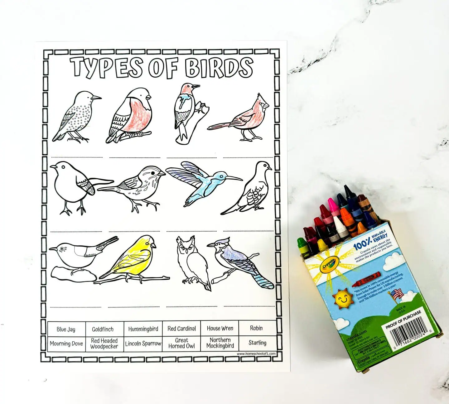 types of birds coloring page