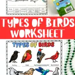 types of birds printable