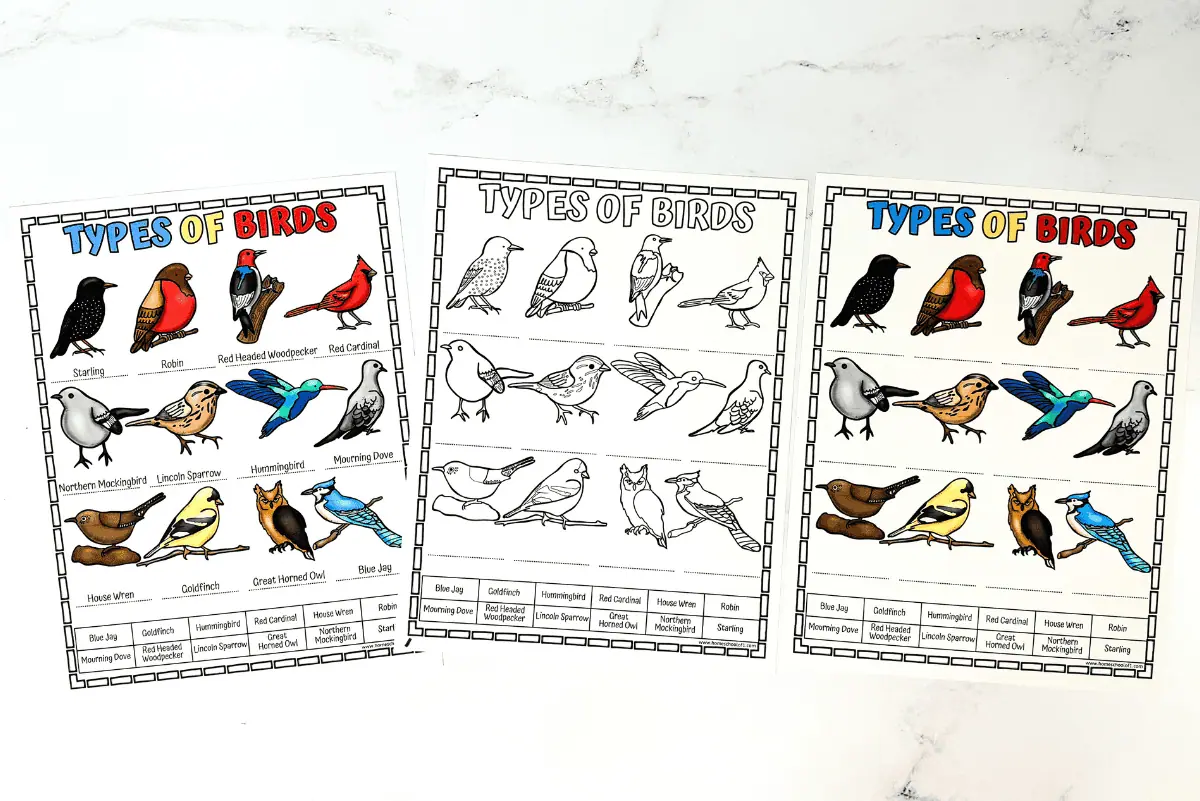 types of birds worksheet