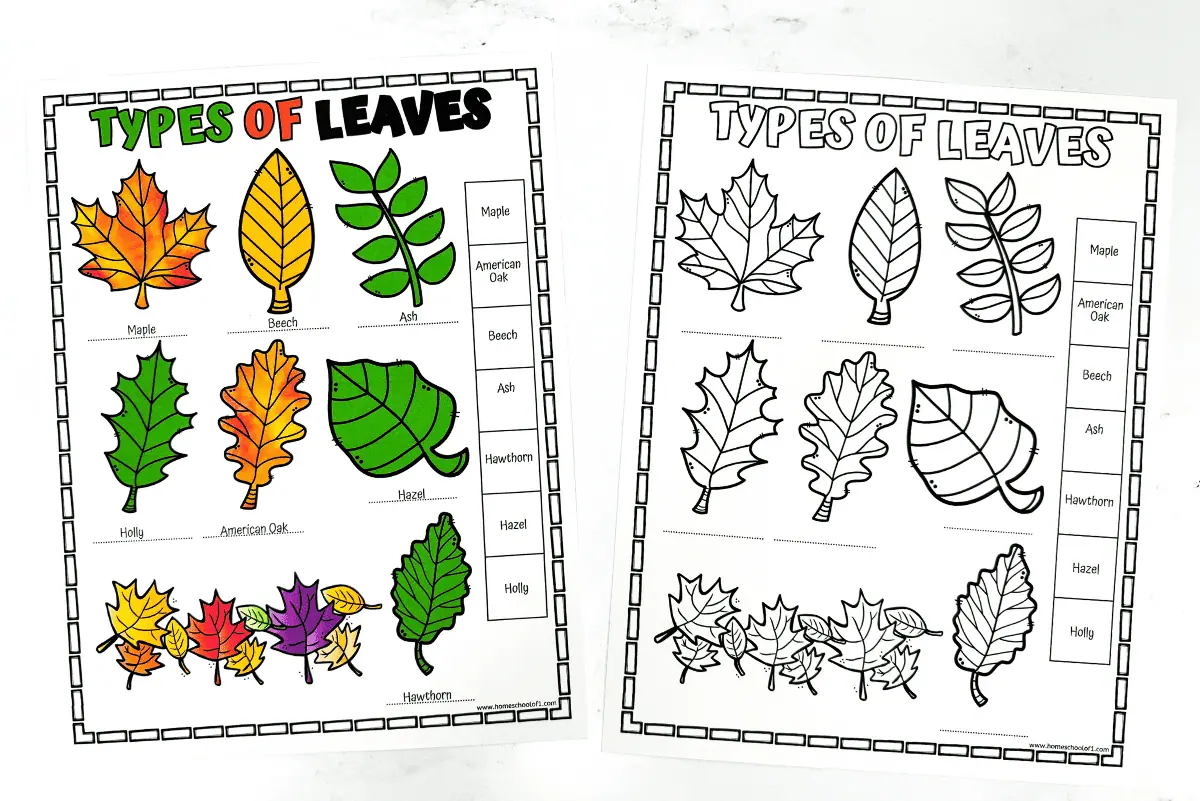 types of leaf worksheet