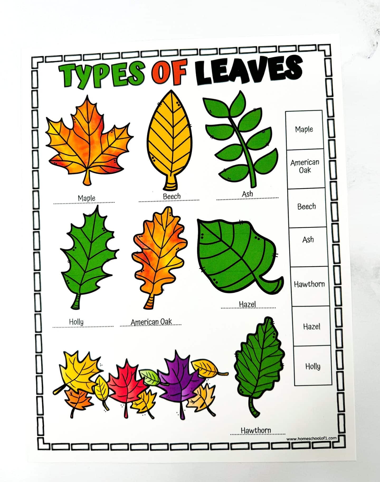 types of leaves poster