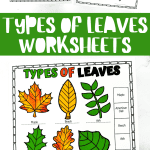 types of leaves worksheets