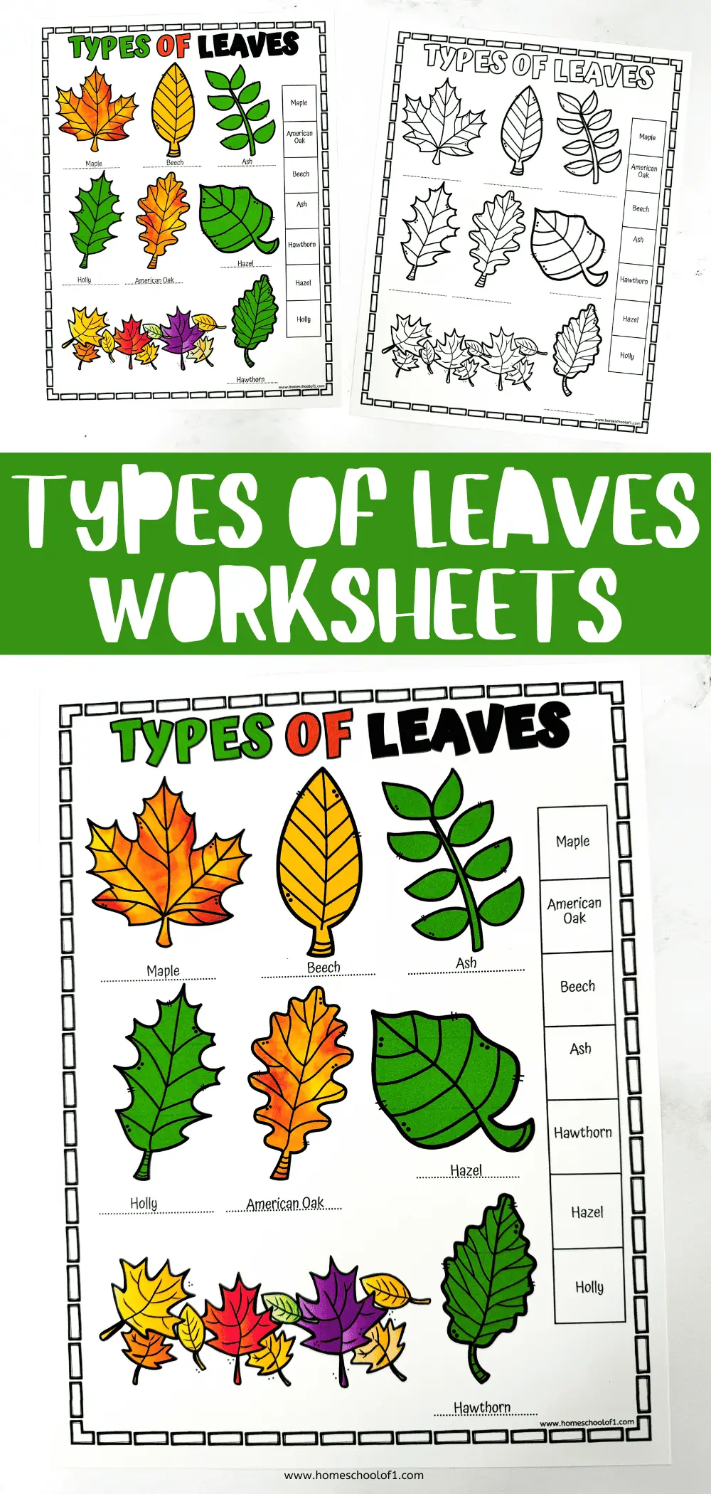 types of leaves worksheets