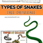 types of snake worksheet