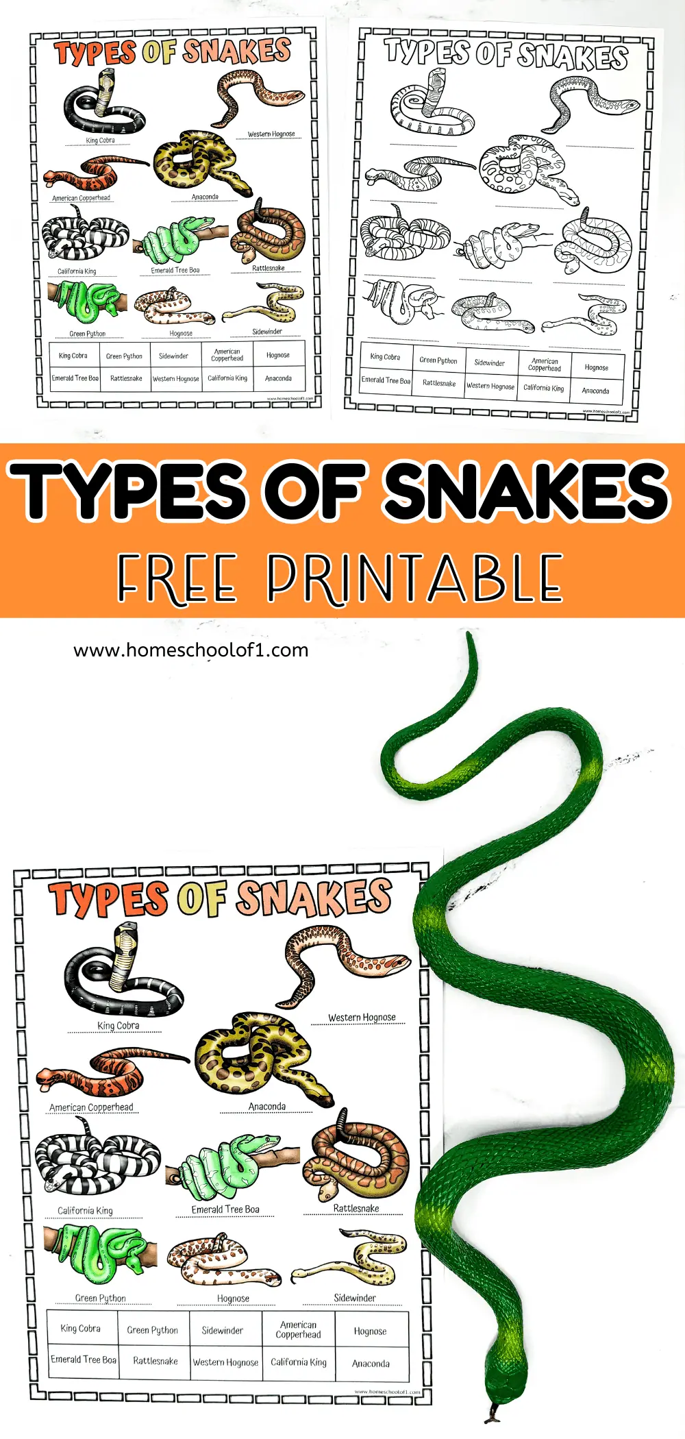 types of snake worksheet