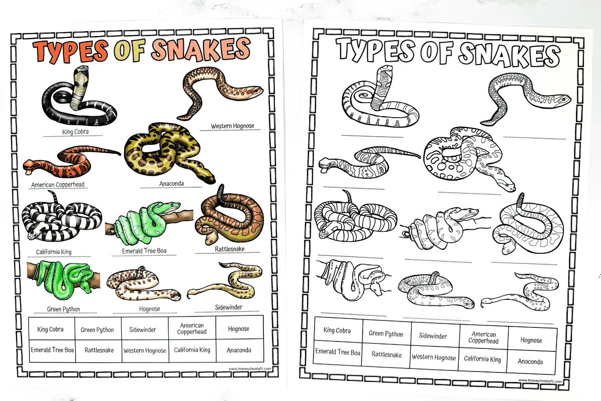 types of snakes worksheet