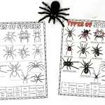 types of spider worksheet