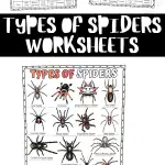 types of spiders worksheets