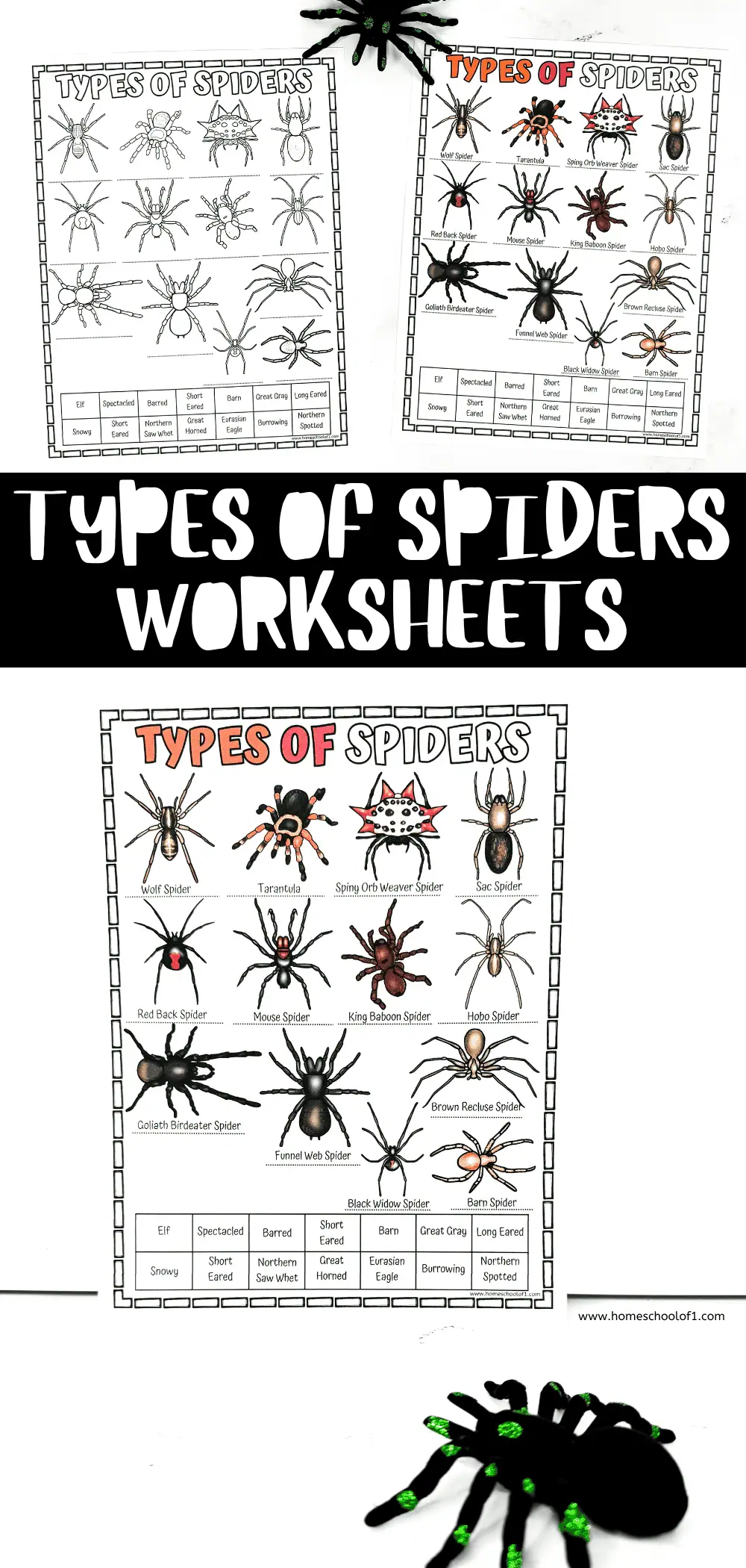 types of spiders worksheets